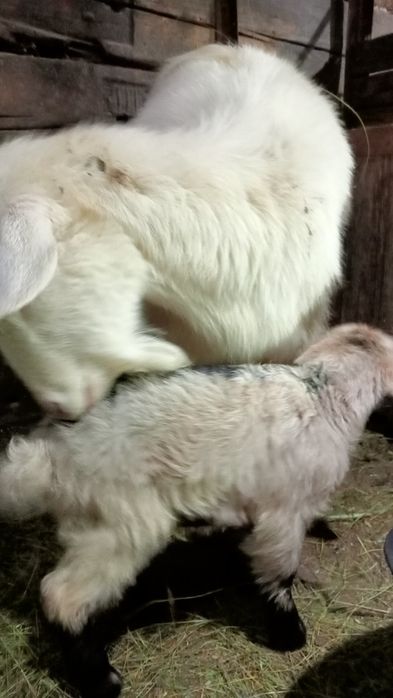 Две козы первородки с козлятами