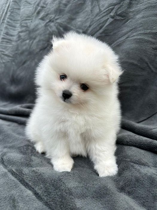 Pomeranian mini spitz
