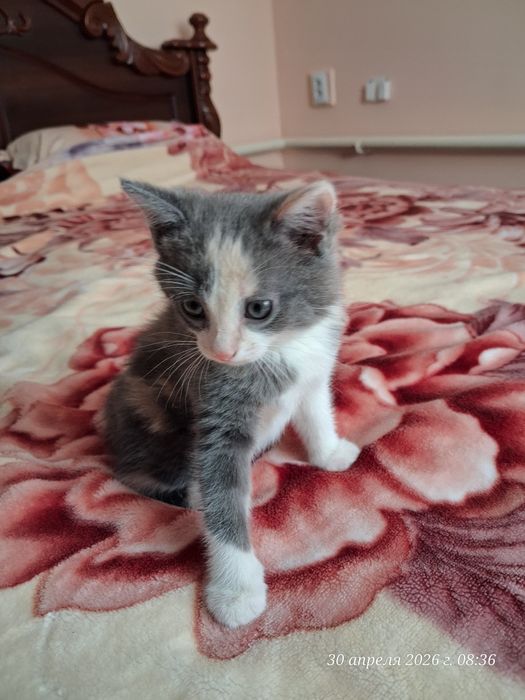 Продам красивых котят