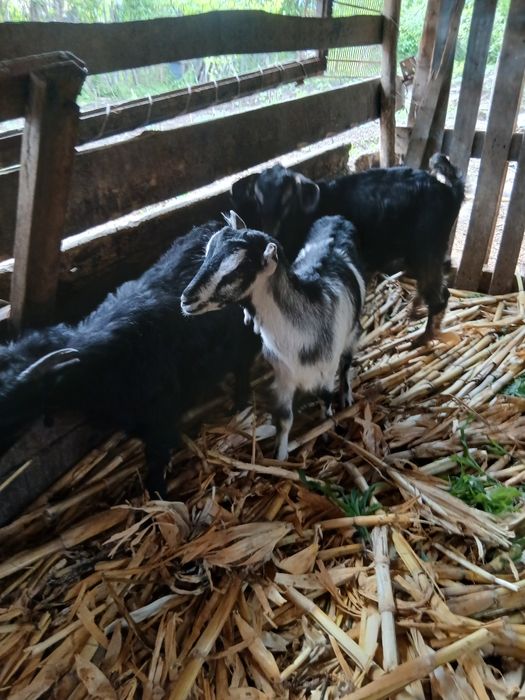Disponibili 2 iede si un tăpisor