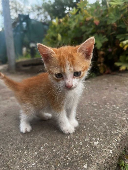 Подарявам малки котенца