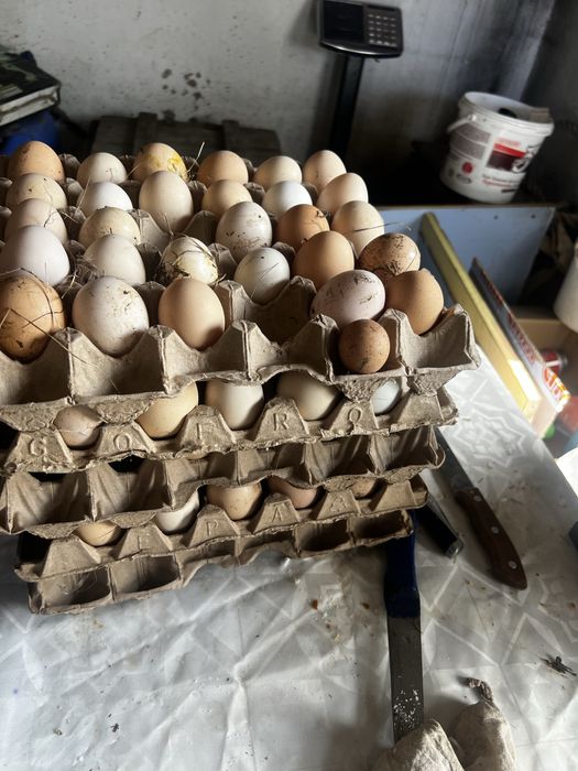 Продам домашнии яйца