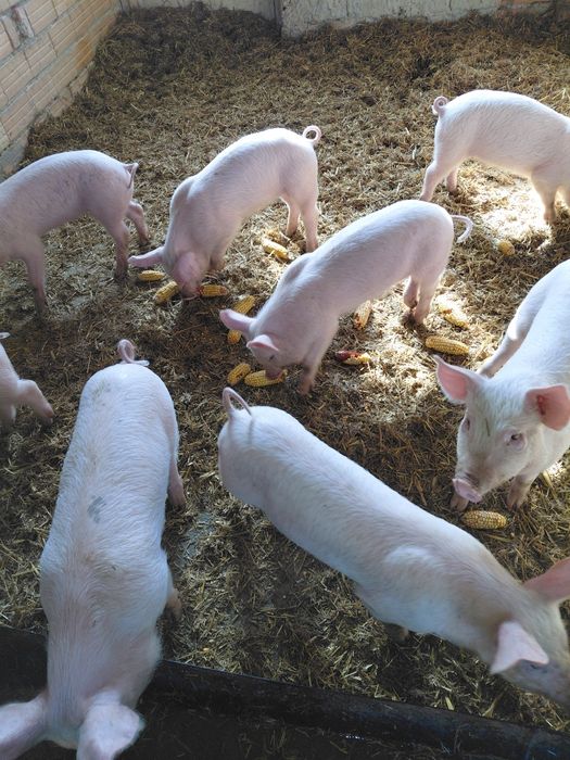 Продавам прасенца