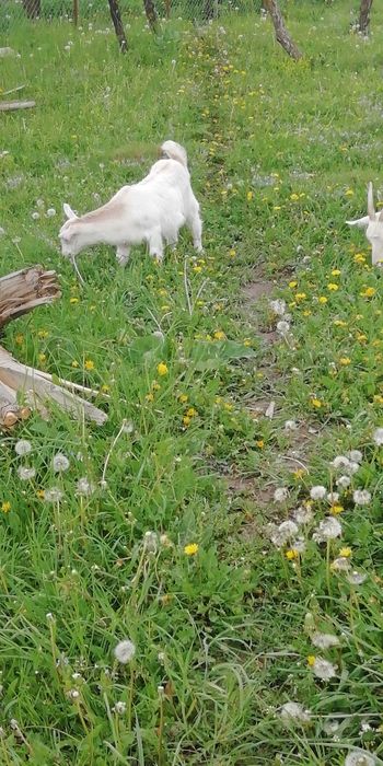 Iediță de rasa Saanen-albă