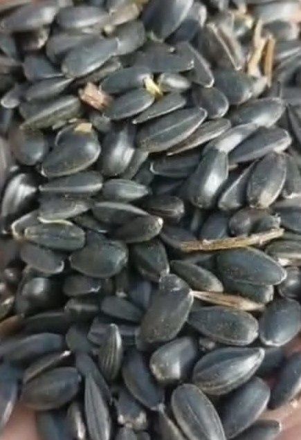 Просо красное Семачка для корма