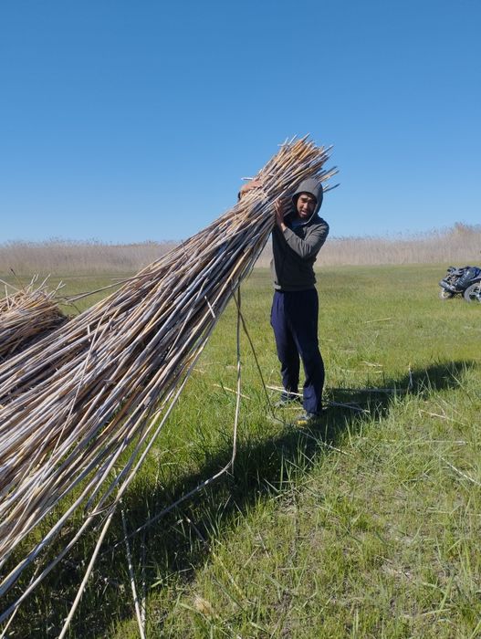 Камыш, қамыс, стройка