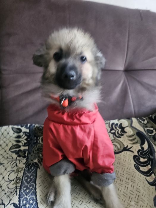 Ишем  дом для щенка.