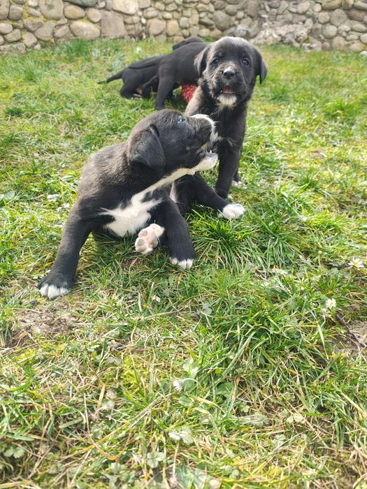 Подарявам кученца