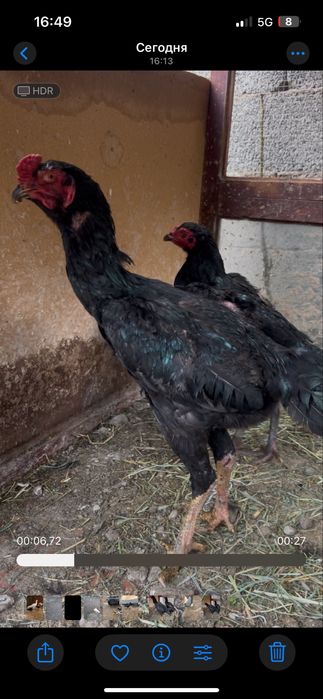 Пара Тайго Карей петух курица