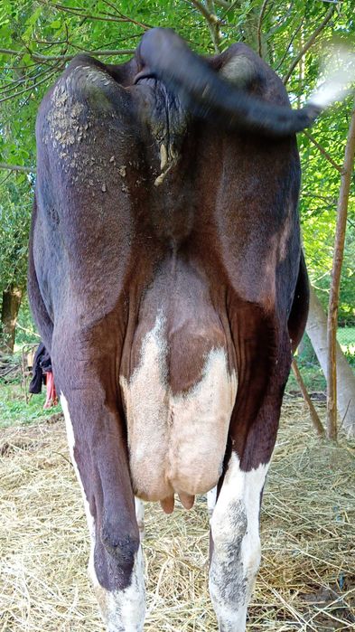 Vacă holstein cu pedigree