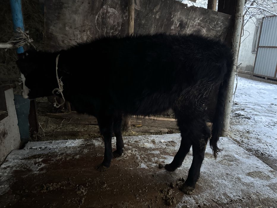 Тана                .