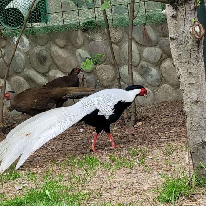 Продаютьс фазаны серебряные