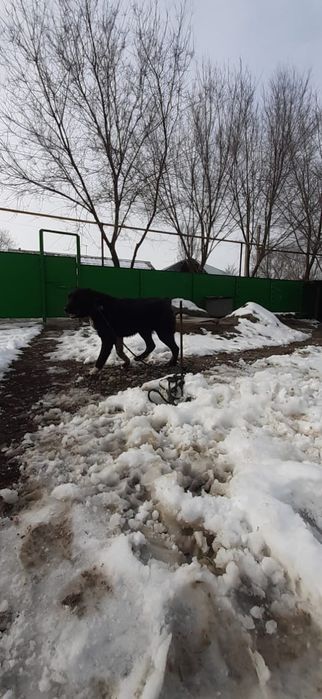 Күшік сатылады САО