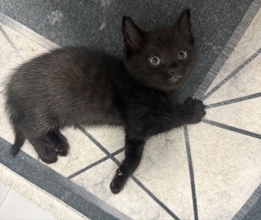 Отжам котенка в добрые руки