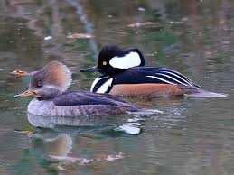 Vând Rațe, lebede, gâște exotice, de ornament