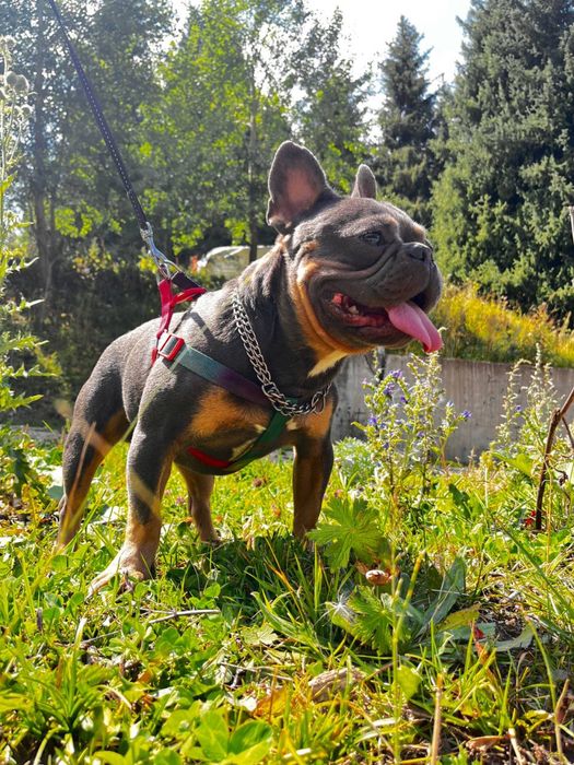 Продам щенков французского бульдога