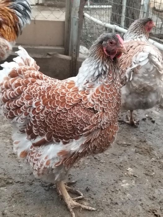 Инкубационные яйца