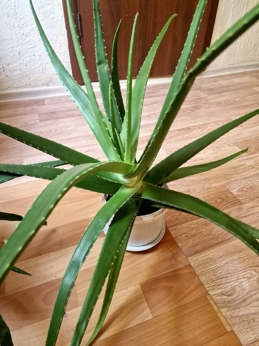 Алоэ вера, көлемі үлкен, емге жақсы