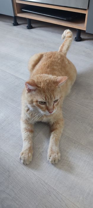 Отдам кота в добрые руки