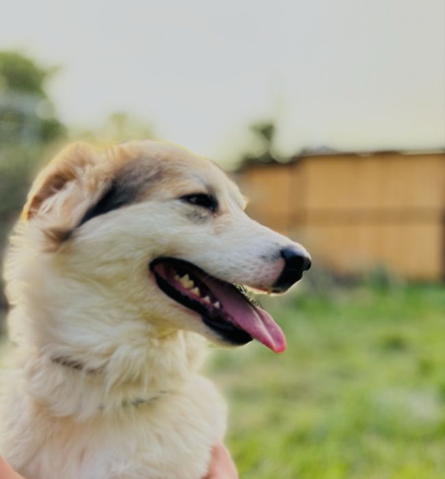 Боби ищет семью. Собака. Для семьи.  Не на цепь