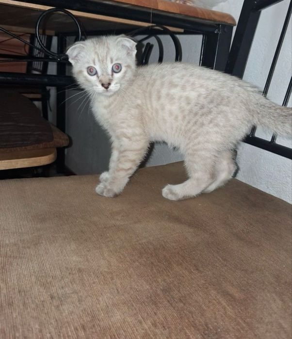Шотландская котят