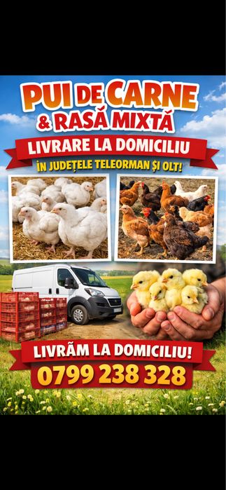 Pui albi de carne si pui rasa mixta