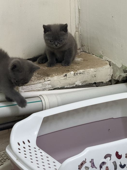 Скоттиш страйт британец