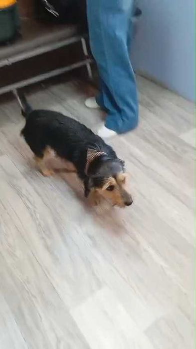 Ищем любящих хозяев