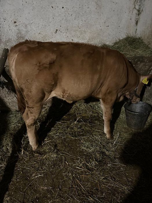 Vând vițea foarte frumoasă!
