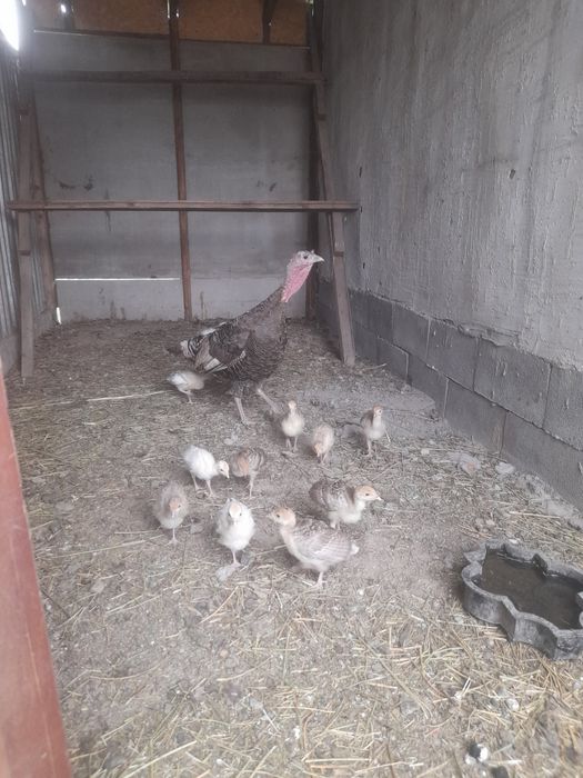 Продам индюшат месячные