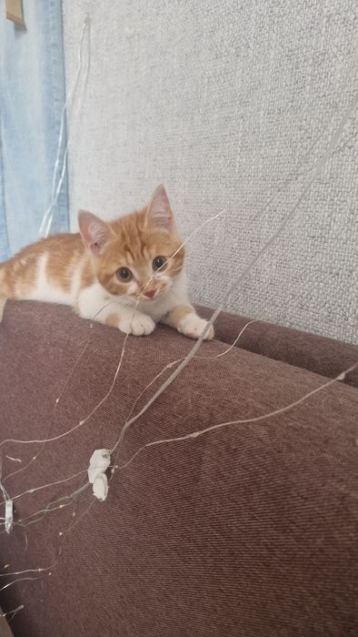 Котенок ищет семью.