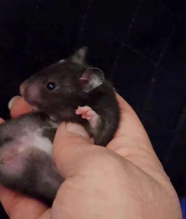 Сирийские Хомячки