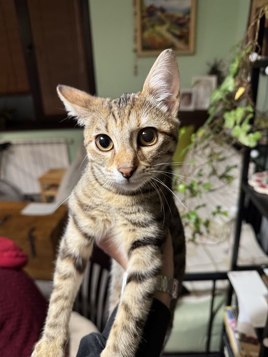 Женско коте кастрирано