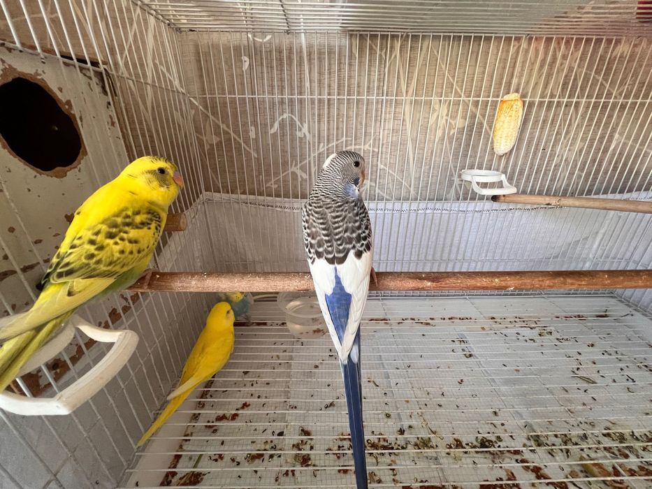 Totiqush Valnisti, Попугай подчех волнистый