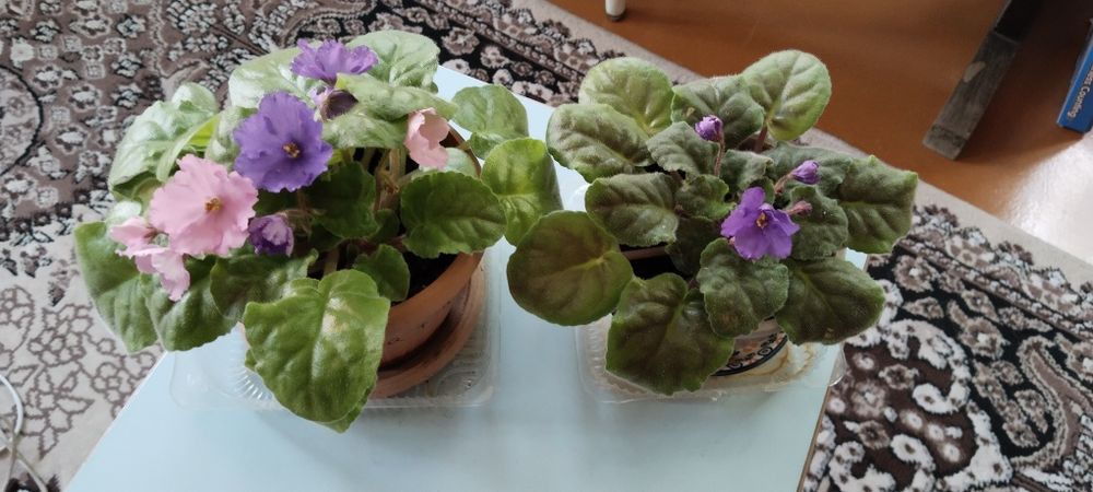 Продам комнатные цветы