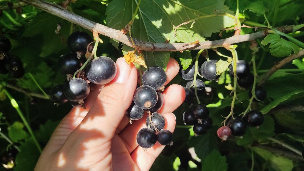 Продам дачу. 8 соток