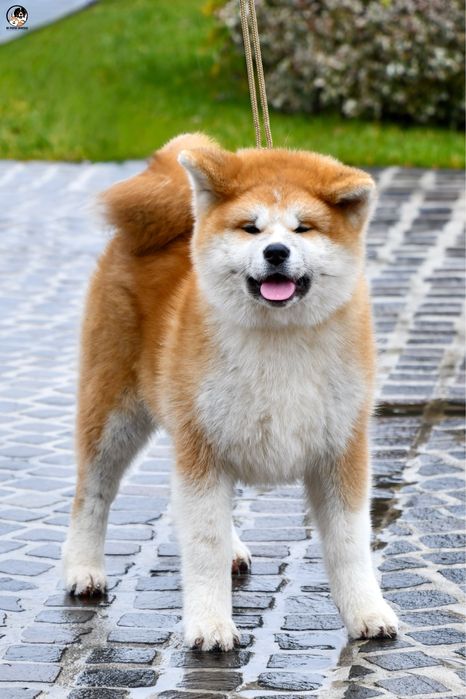 Akita Inu mascul