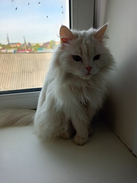 Отдаются в добрые руки