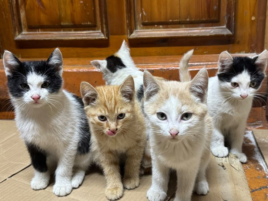 Отдам Котят в добрые руки