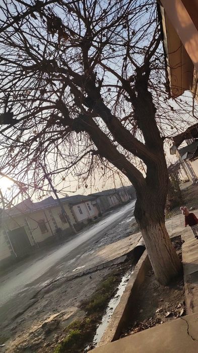 Tut daraxt sotiladi.