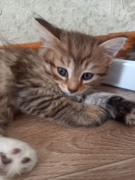 Одам котят бесплатно