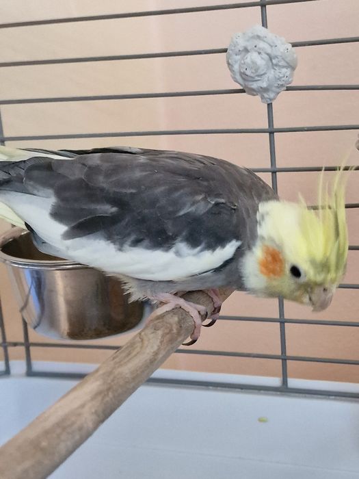 Попугай Корелла-нимфа  продам