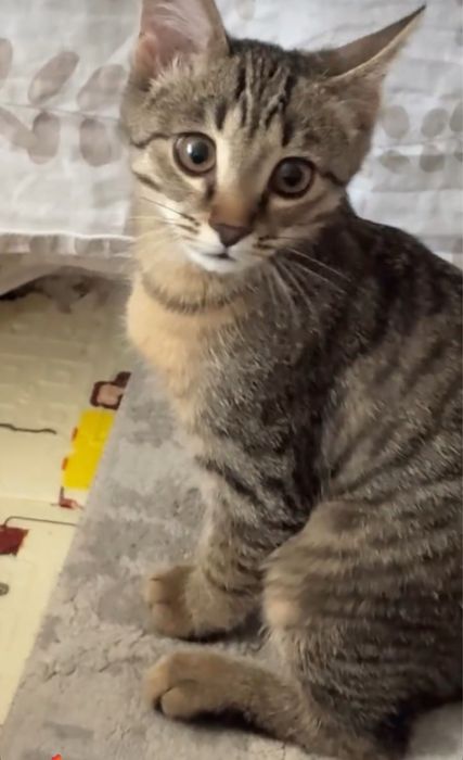 Отдам в добрые руки котенка
