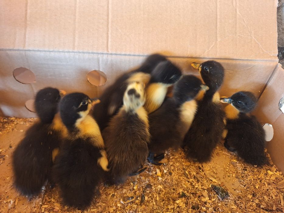 Vind pui de ruen o zi si mai multe felul