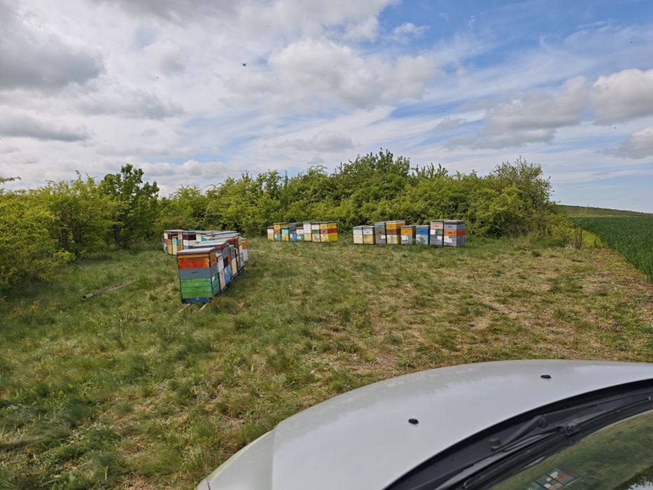 Familii de albine  pe 8 rame( și albină din magazii)