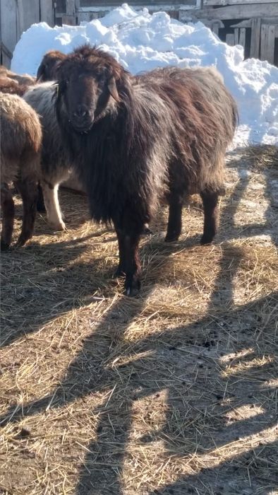 Қошкар сатылады, жасы 3те