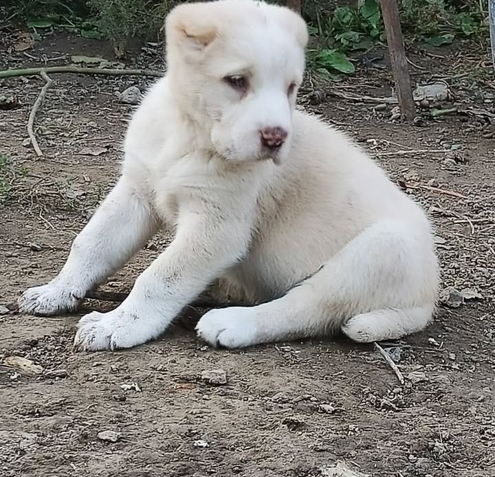 САО Алабай Щенки