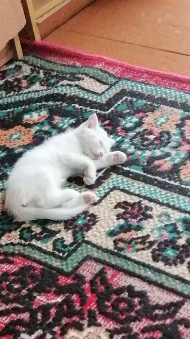 Oppoq mushukchalar sotuvda