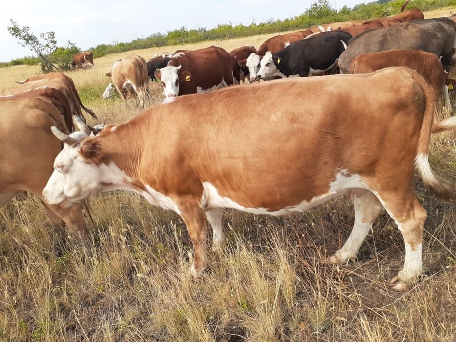 соғымға  семіз сиырлар