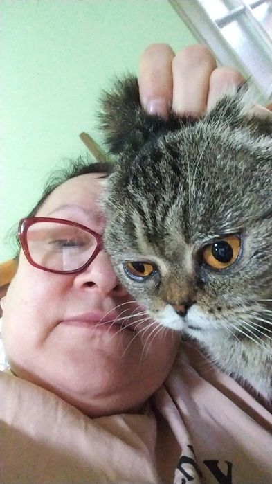 Передержка гостинница кошек котят